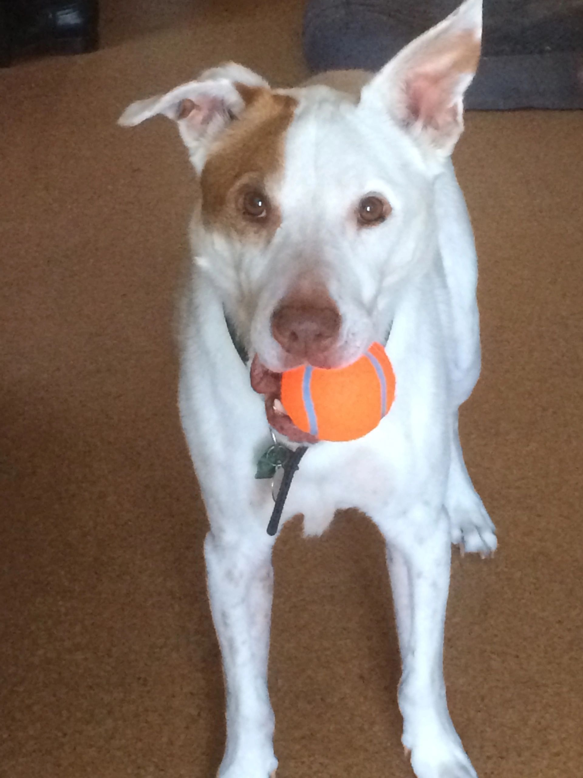 Marfa Dog Studio Marfa Gallery, Art Gallery, Marfa Artist